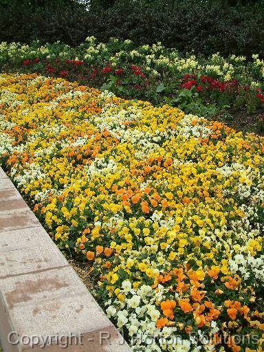 Viola Bed 